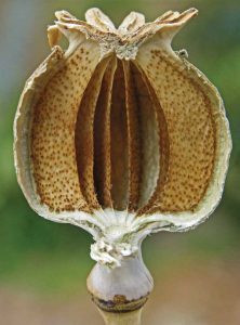 A sliced and dried opium poppy showing the pod and seeds.
